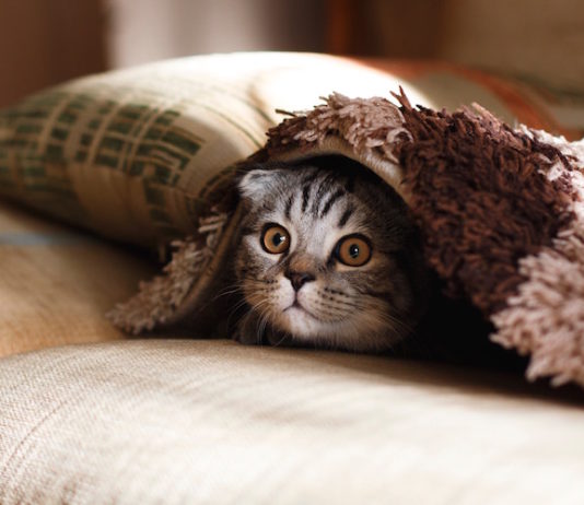 Miagolio del gatto, una combinazione di suoni per comunicare con l’uomo miagolio del gatto