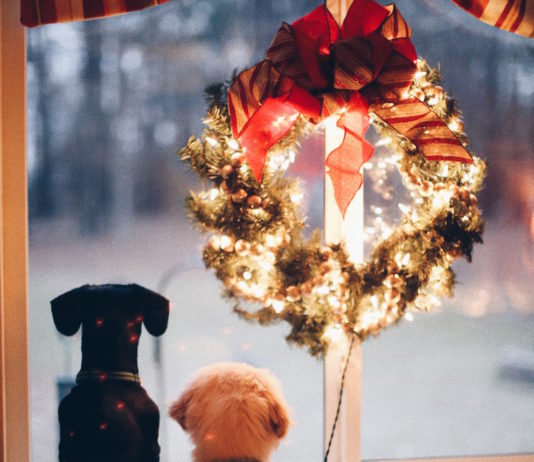 Un goloso e felice Natale insieme a cane, gatto e tutti gli altri pets! natale