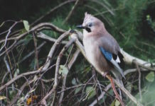 rituali funebri degli uccelli fauna selvatica