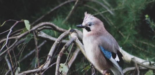 rituali funebri degli uccelli fauna selvatica