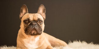 scelta di un cane
