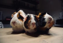 stasi gastro-intestinale nella cavia