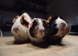 stasi gastro-intestinale nella cavia