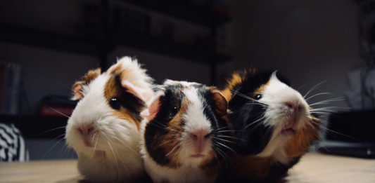 La stasi gastro-intestinale nella cavia: tutto quello che c’è da sapere stasi gastro-intestinale nella cavia