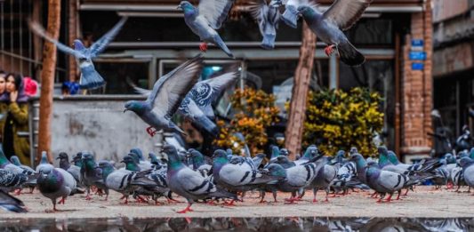 Allevamento dei colombi, una pratica diffusa fin dall’antichità allevamento dei colombi