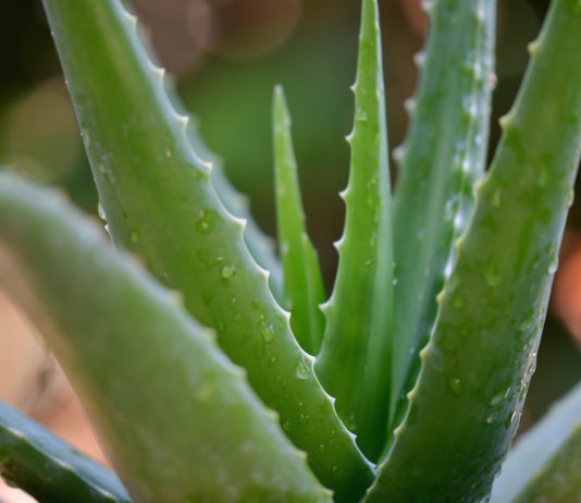 aloe vera