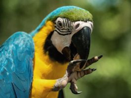 becco degli uccelli