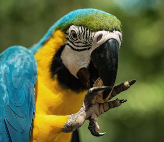 becco degli uccelli