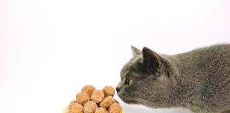come stimolare il gatto nella ricerca dell'alimento