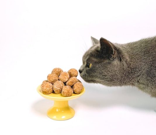Come stimolare il gatto nella ricerca dell’alimento? come stimolare il gatto nella ricerca dell'alimento