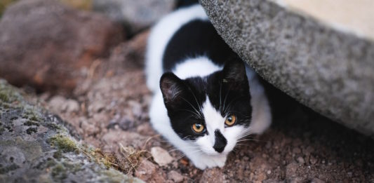 comportamento di caccia nel gatto