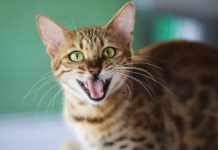 dentatura del gatto