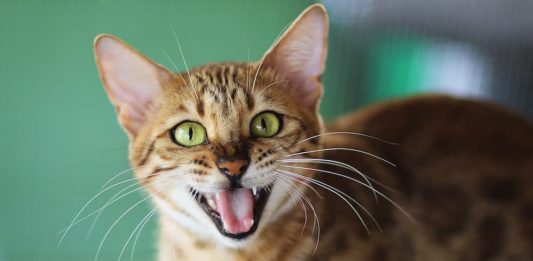 Il ruolo della dentatura del gatto: infallibile macchina cattura-prede dentatura del gatto