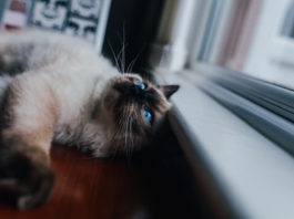 gatto che vive in casa