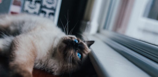 gatto che vive in casa