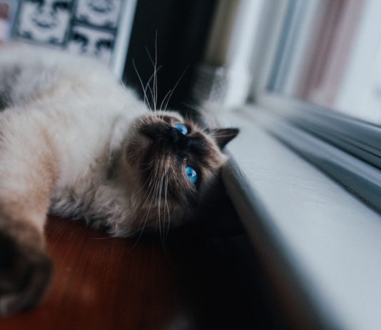 gatto che vive in casa