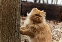 gatto persiano