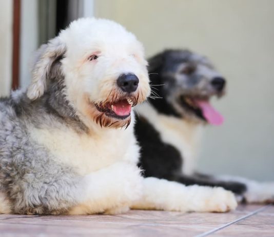 gestione di due cani in casa