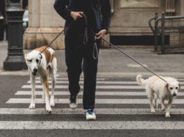 guinzaglio per il cane votare