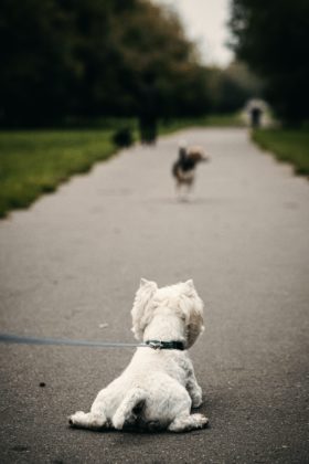 guinzaglio per il cane 3