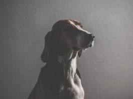 mourning dog project
