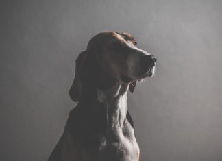 mourning dog project