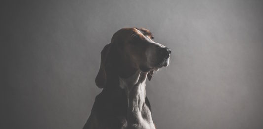 mourning dog project