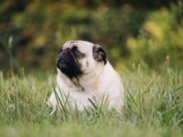 Obesità nel cane e nel gatto, non solo un problema estetico obesità nel cane e nel gatto