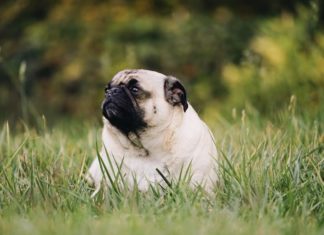obesità nel cane e nel gatto
