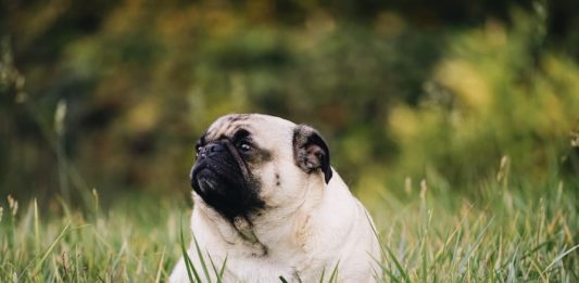 Obesità nel cane e nel gatto, non solo un problema estetico obesità nel cane e nel gatto