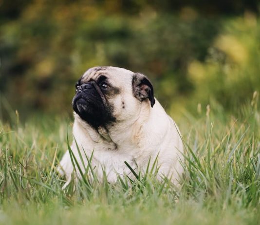 obesità nel cane e nel gatto