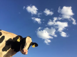 produzione di carne sostenibile