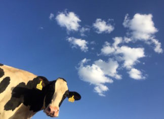 produzione di carne sostenibile