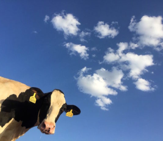 produzione di carne sostenibile