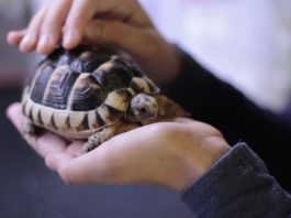 rettile come pet