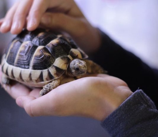 Un rettile come pet, qualche considerazione a riguardo rettile come pet