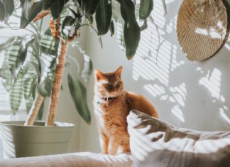stress nel gatto