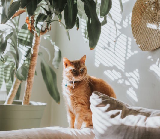 stress nel gatto