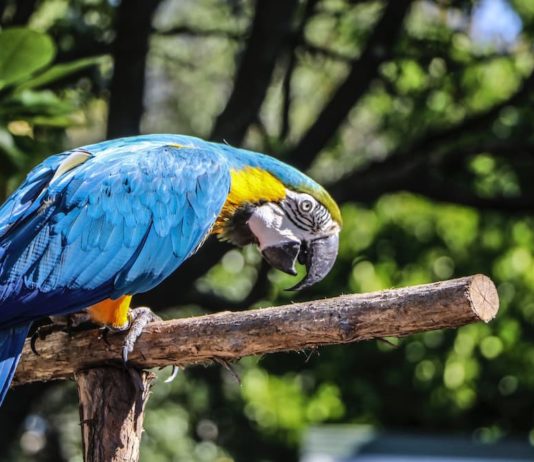 Traumi del becco negli uccelli: come comportarsi e a chi rivolgersi? traumi del becco