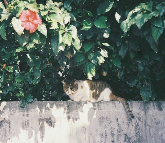 Si può accusare un gatto di “violazione di domicilio”? violazione di domicilio