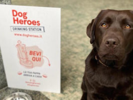Dog Heroes