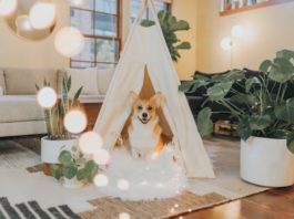 Come scegliere l’alimento migliore per il cane? Alcuni consigli alimento migliore per il cane