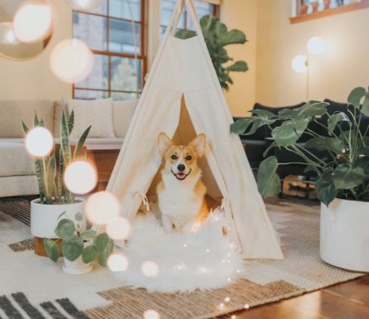 Come scegliere l’alimento migliore per il cane? Alcuni consigli alimento migliore per il cane