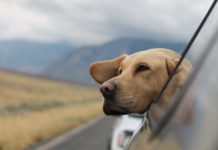 brexit e animali domestici