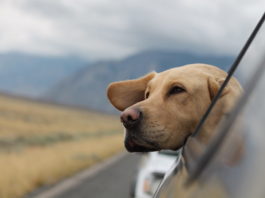 brexit e animali domestici