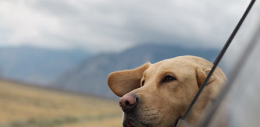 brexit e animali domestici