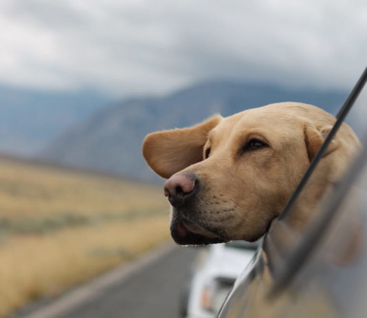 brexit e animali domestici