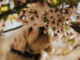cane punto da un'ape