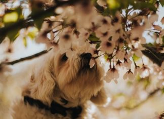 cane punto da un'ape