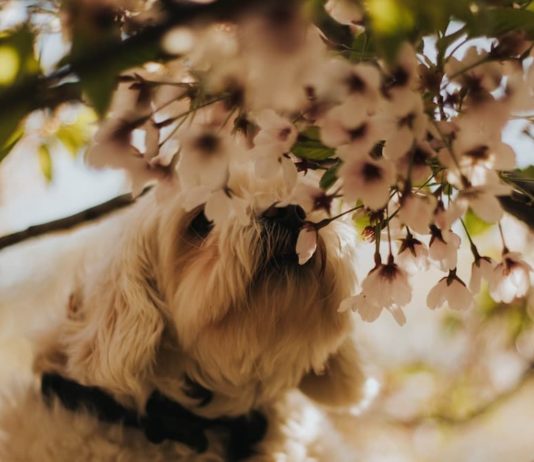 cane punto da un'ape